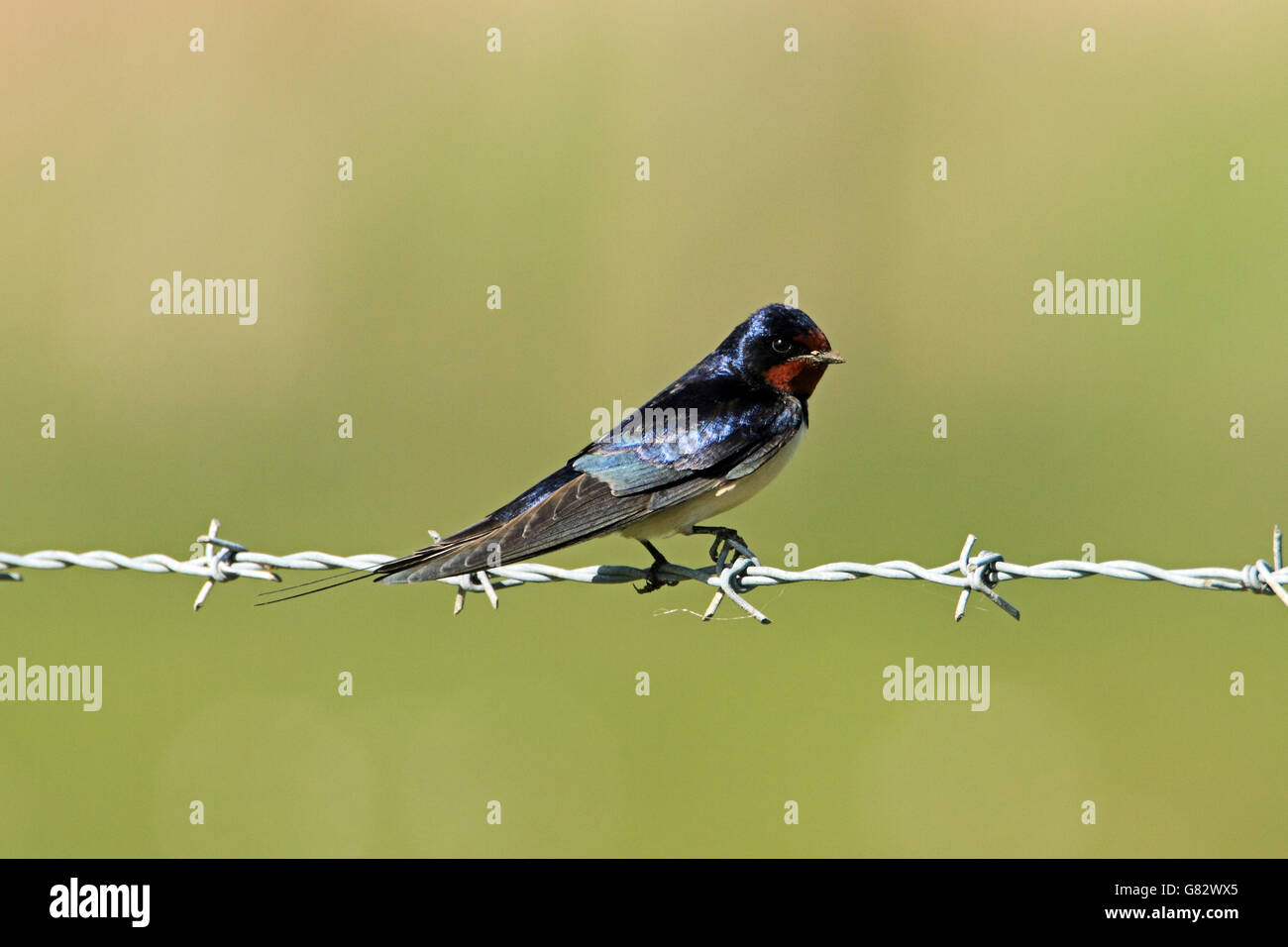 Barn Swallow (Hirundo rustica) - perched on barbed wire fence. Stock Photo