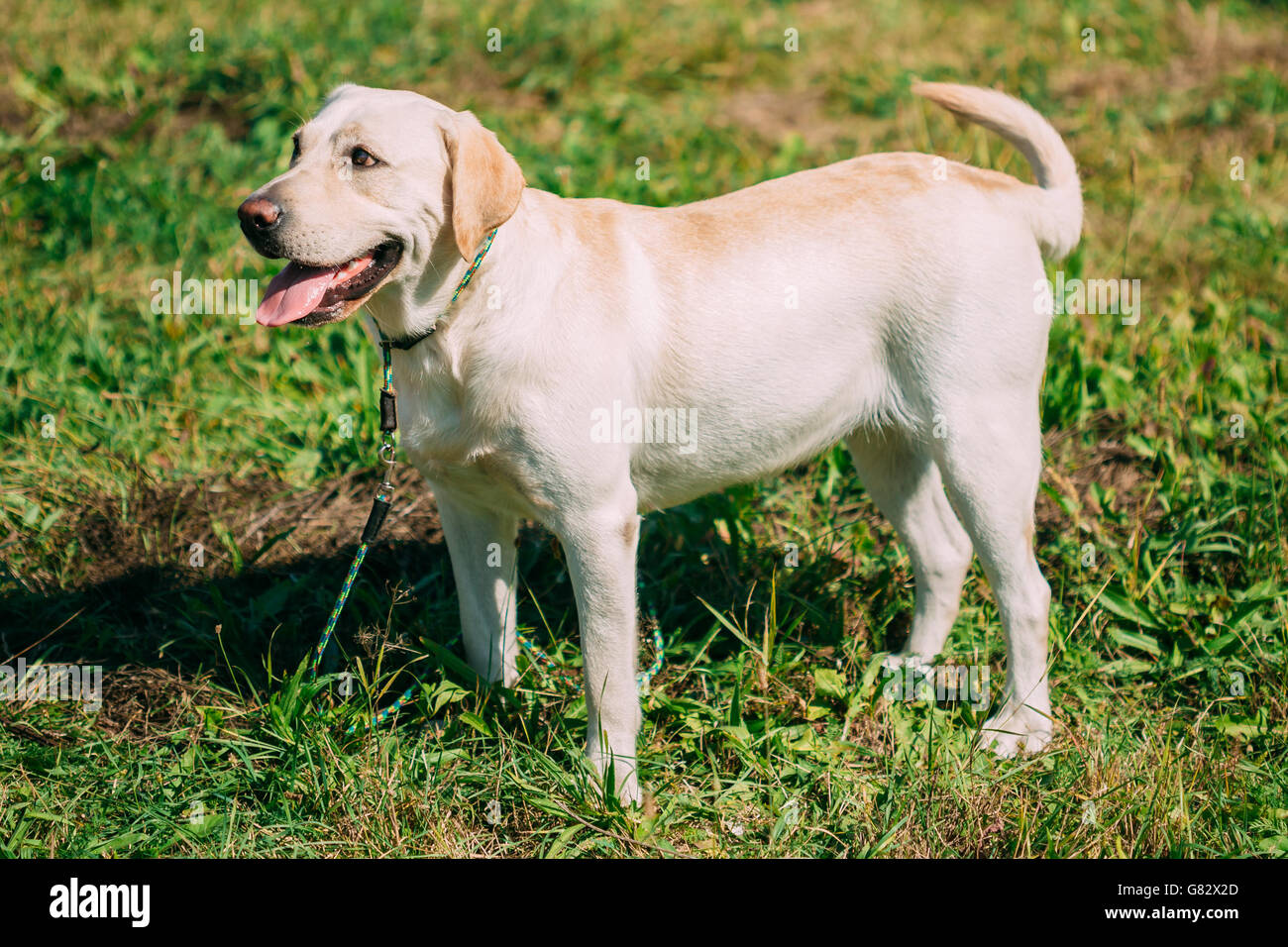 White Labrador Dog Standing On Green Grass Outdoor. Summer Season Stock Photo