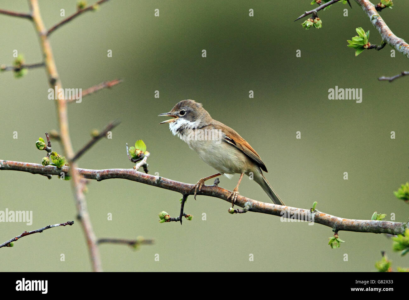 Common Whitethroat (Sylvia communis) - singing from tree Stock Photo
