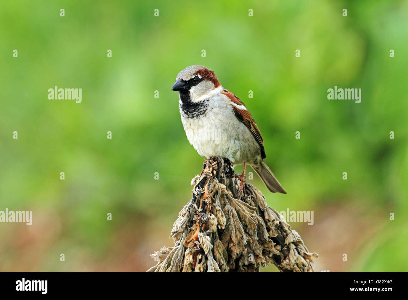 House Sparrow (Passer domesticus) - perched Stock Photo