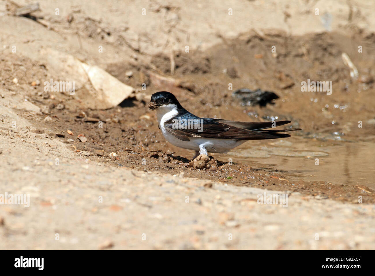 House Martin (Delichon urbica) - on ground to collect mud for nest Stock Photo