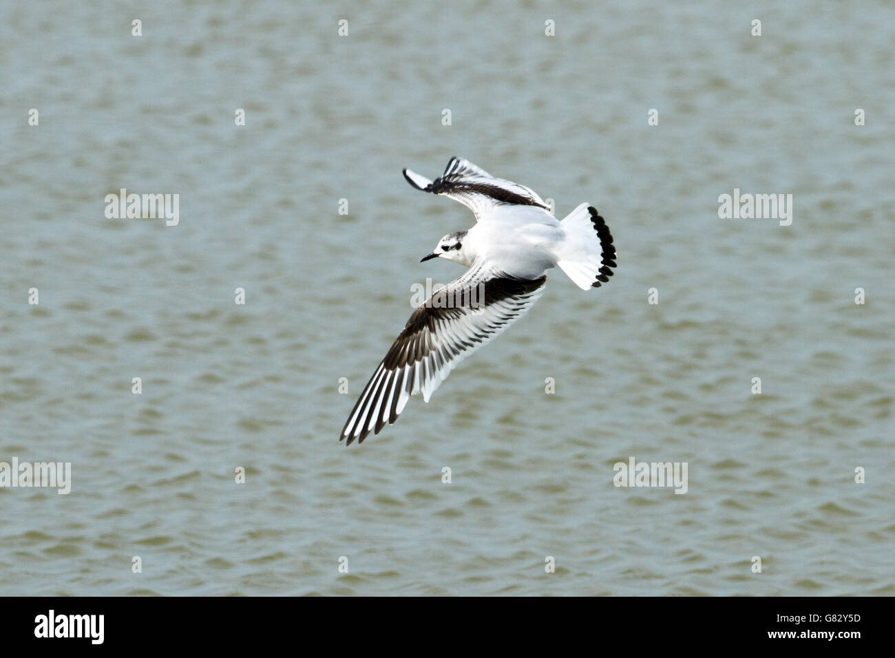 Little Gull (Larus minutus) - in flight in 1st winter plumage Stock Photo