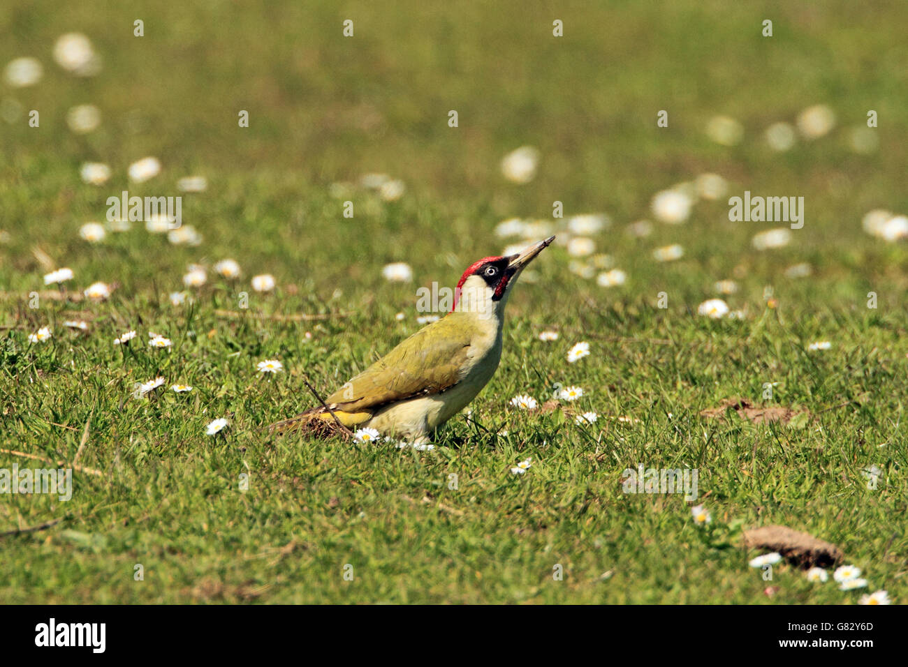 Green Woodpecker (Picus viridis) - hunting for ants in a field of Daisies.. Stock Photo