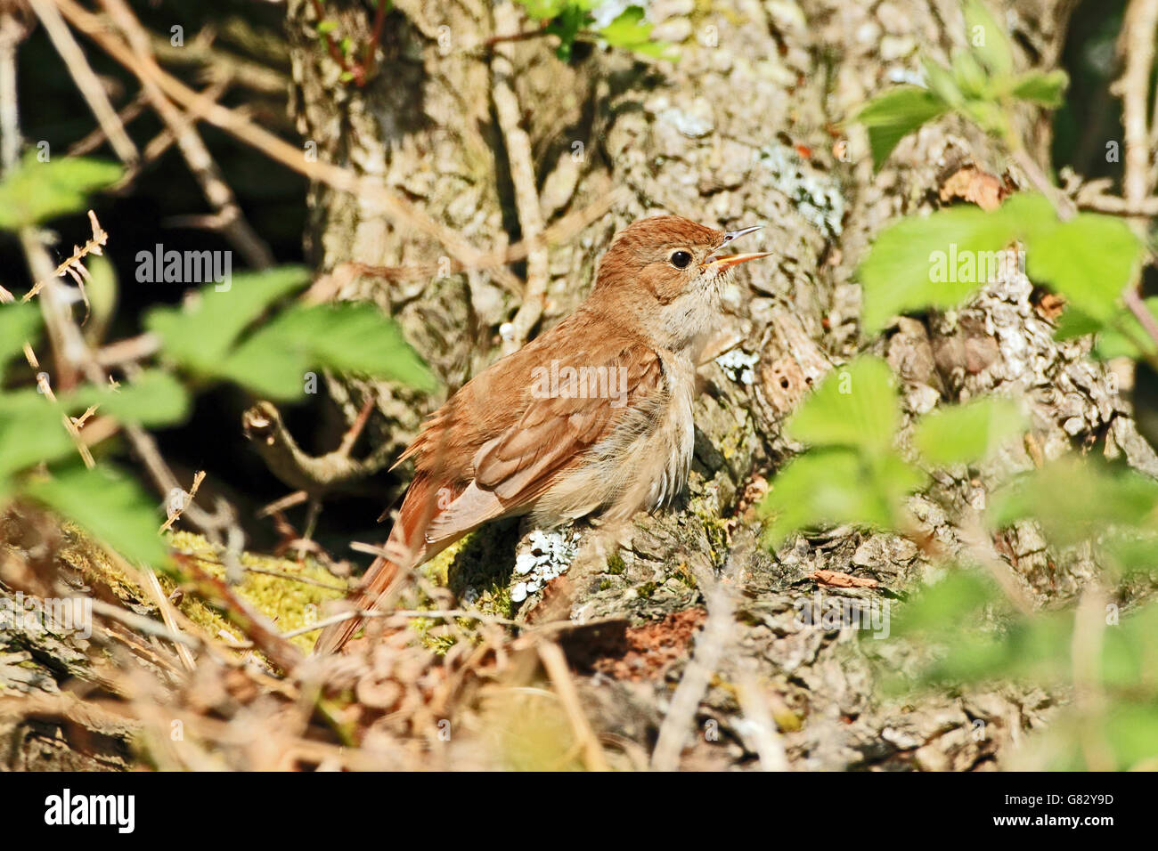 Nightingale (Luscinia megarhynchos). Aka Common Nightingale. Singing from tree. Stock Photo