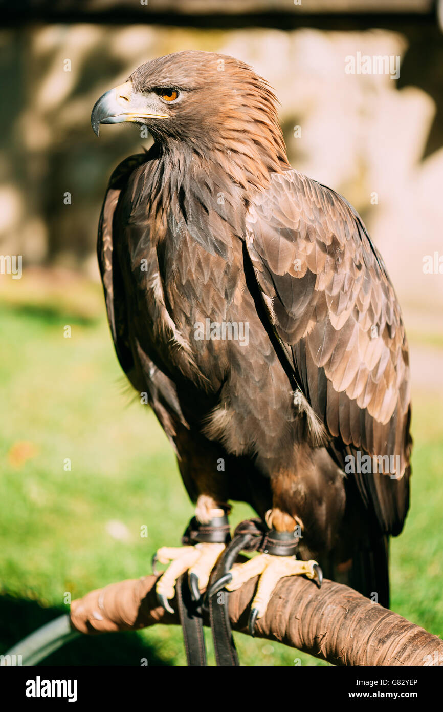 Sitting Golden Eagle Haliaeetus albicilla. Wild bird Stock Photo