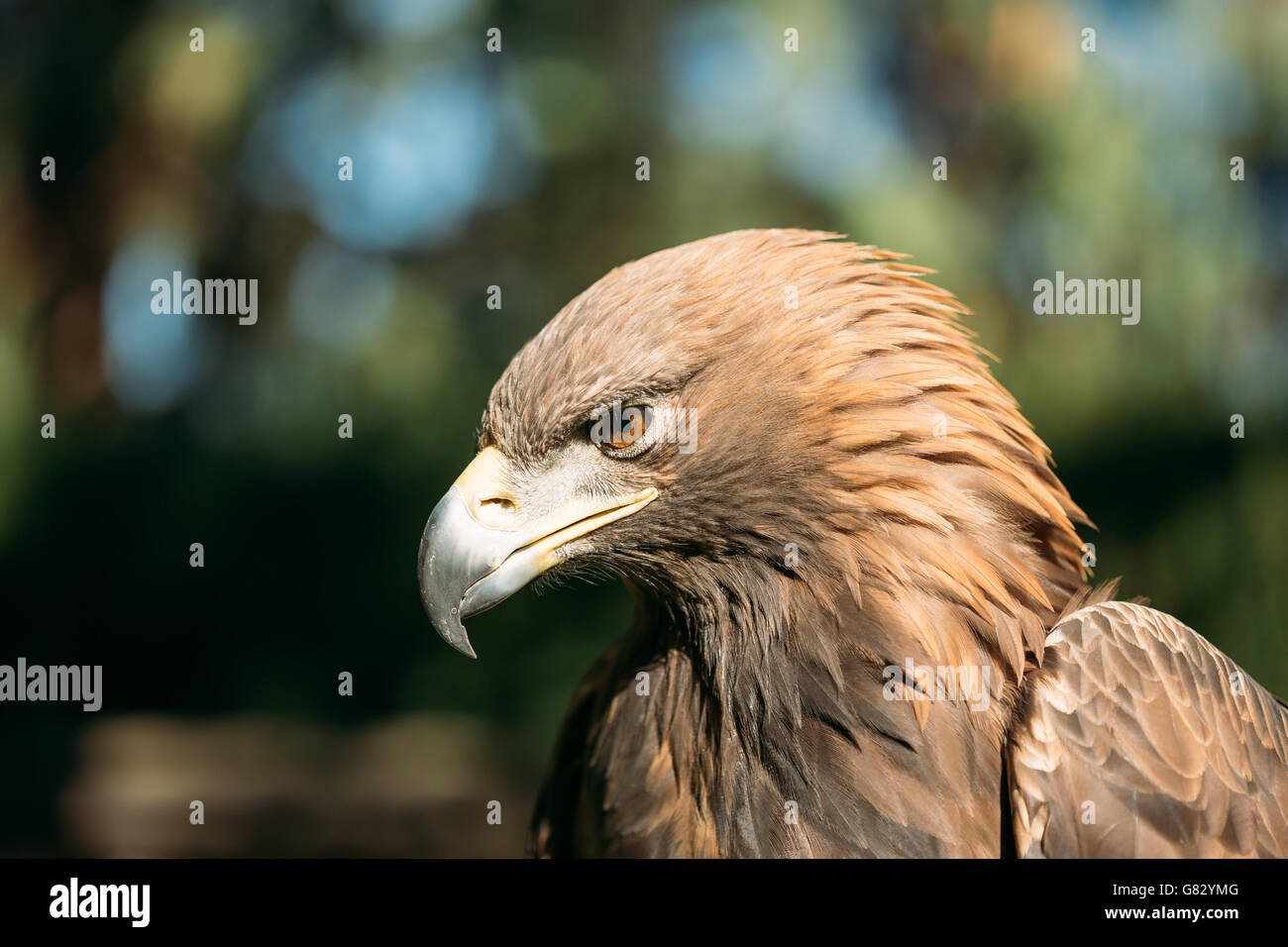 Close Up Eagle Haliaeetus Albicilla On Green Background. Wild Bird Stock Photo