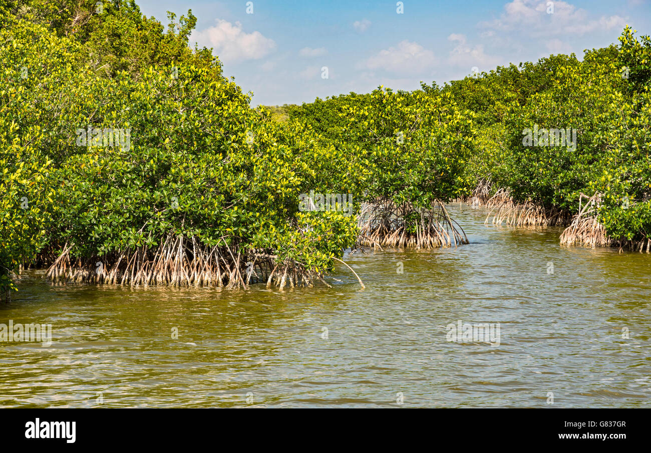 Florida, Everglades National Park, West Lake Trail, mangrove forest gorws in salt water Stock Photo