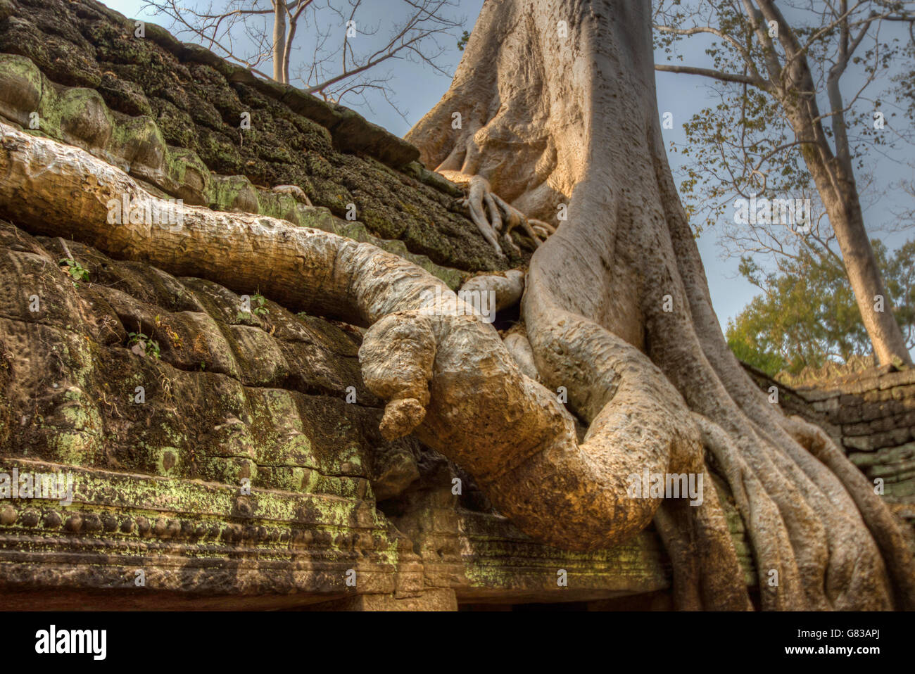 Angor Ta Prohm Khmer ancient Buddhist temple in jungle forest. Famous landmark, place of worship and popular tourist travel dest Stock Photo