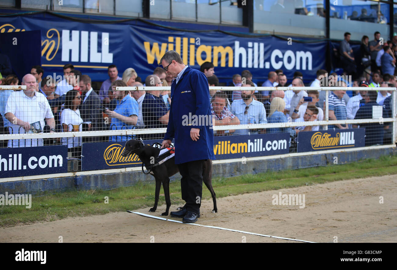 Greyhound Racing - William Hill Derby - Finals - Wimbledon Stadium Stock Photo