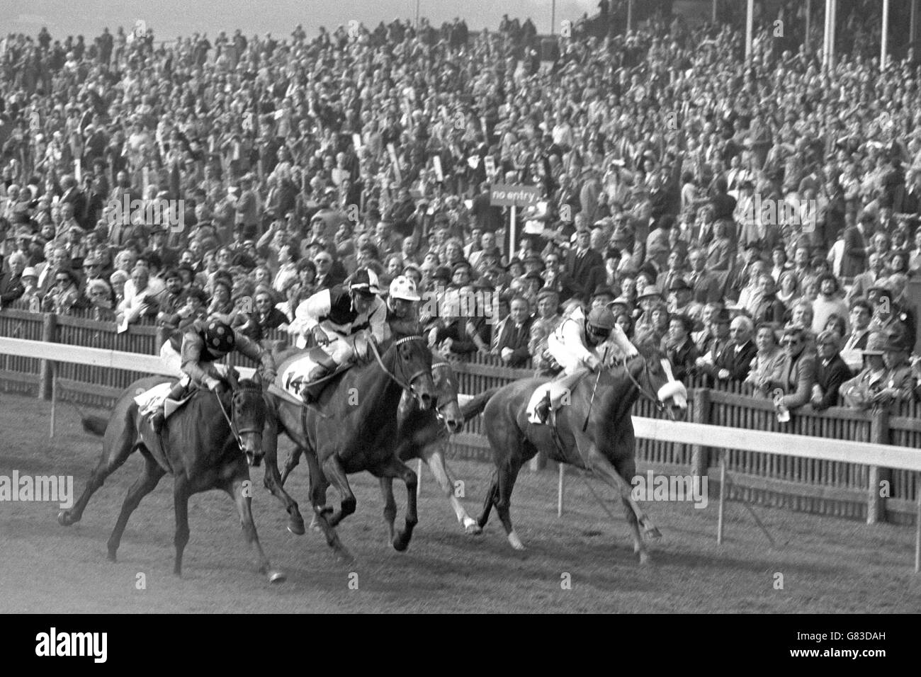 Horse racing newmarket racecourse Black and White Stock Photos & Images