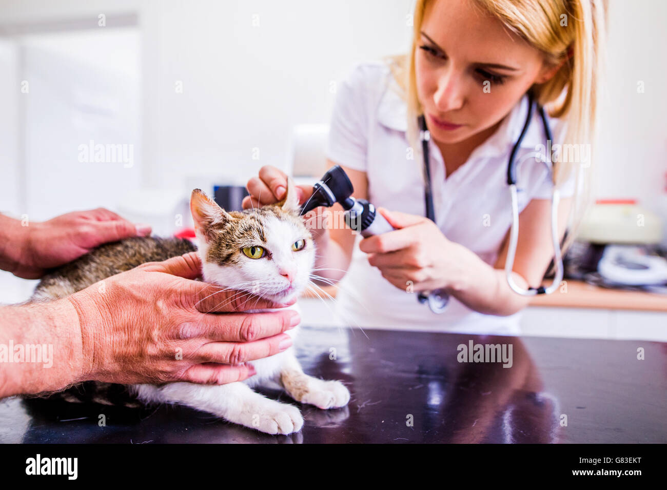 Cat during having otoscope examination at veterinary clinic. Stock Photo