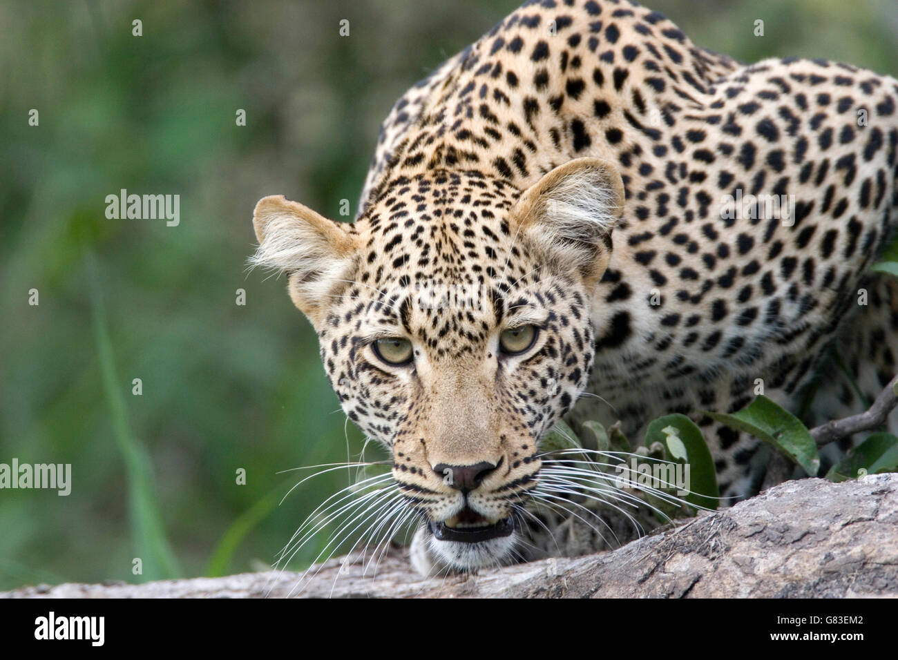 Portrait of a Leopard, Kruger National Park, South Africa Stock Photo ...