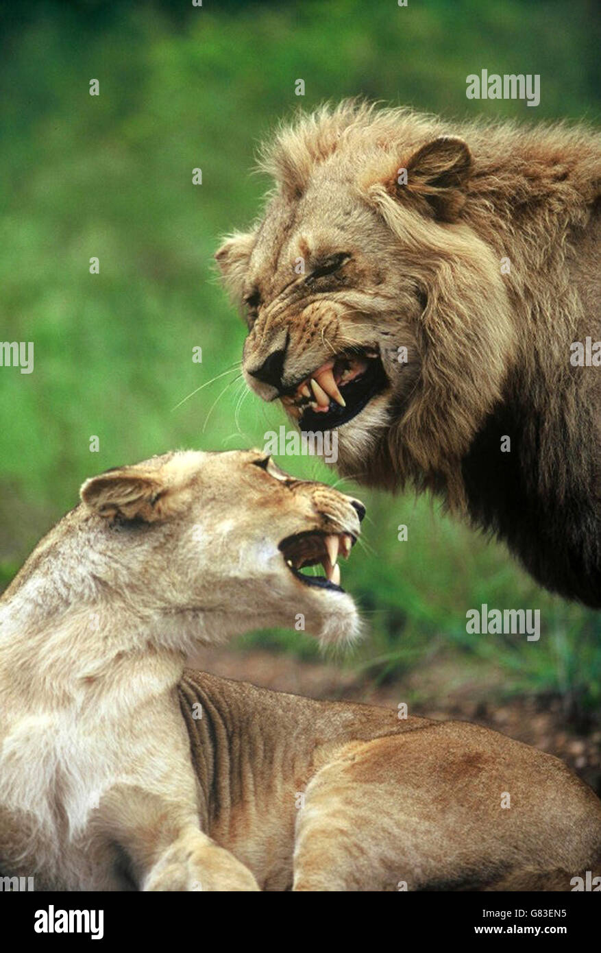 African lion panthera leo pair mating hi-res stock photography and ...