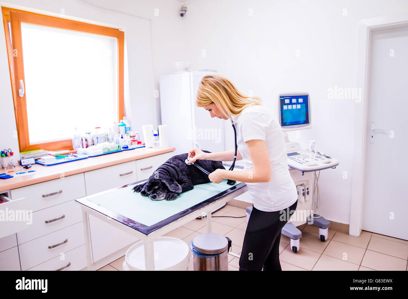 Veterinarian checking sick dog with sore stomach with stethoscop Stock