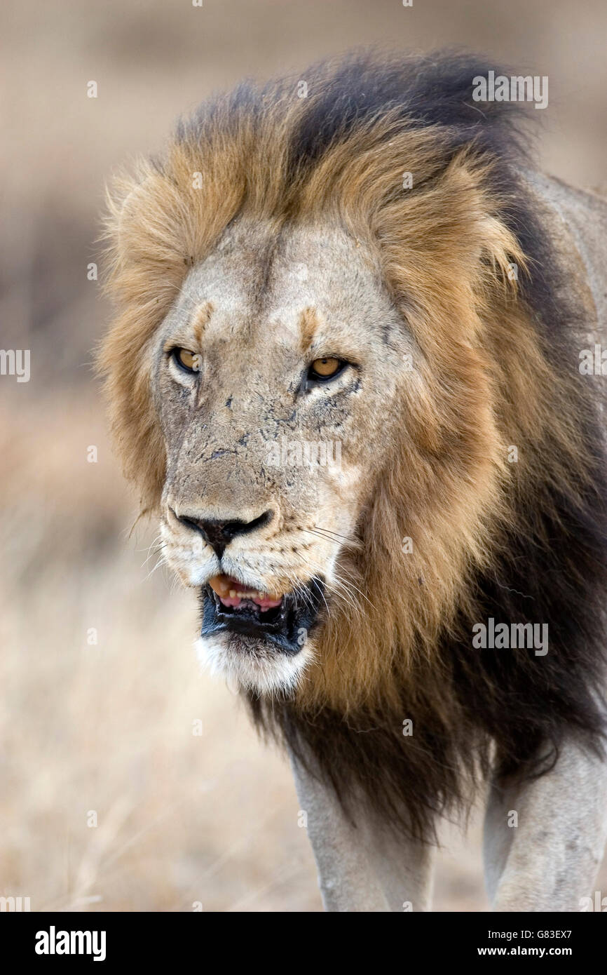Portrait of a Male Lion, Kruger National Park Stock Photo