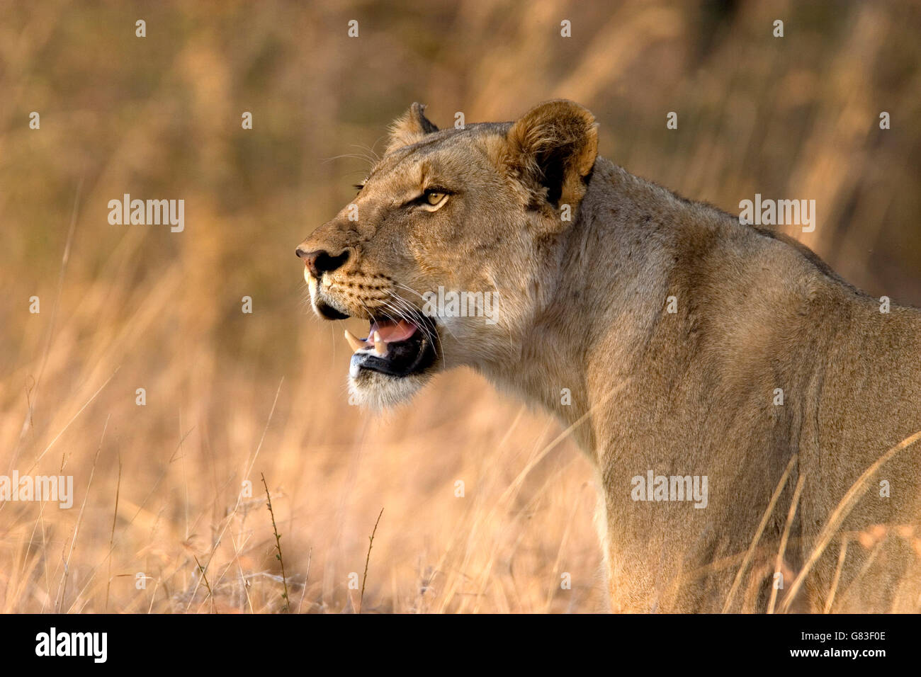 Lioness, Kruger National Park, South Africa Stock Photo