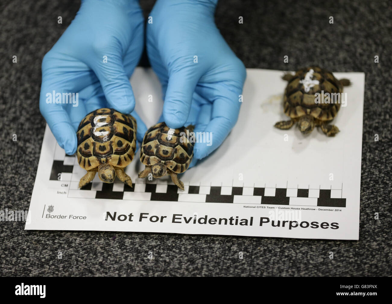 Tim Luffman, a wildlife enforcement officer from Border Force, holding a pair of spur-thighed tortoises which were amongst 400 uncovered during Operation Cobra 3, a six-week global operation to prevent the illegal movement of endangered species across international borders at Custom House at Heathrow Airport, London. Stock Photo
