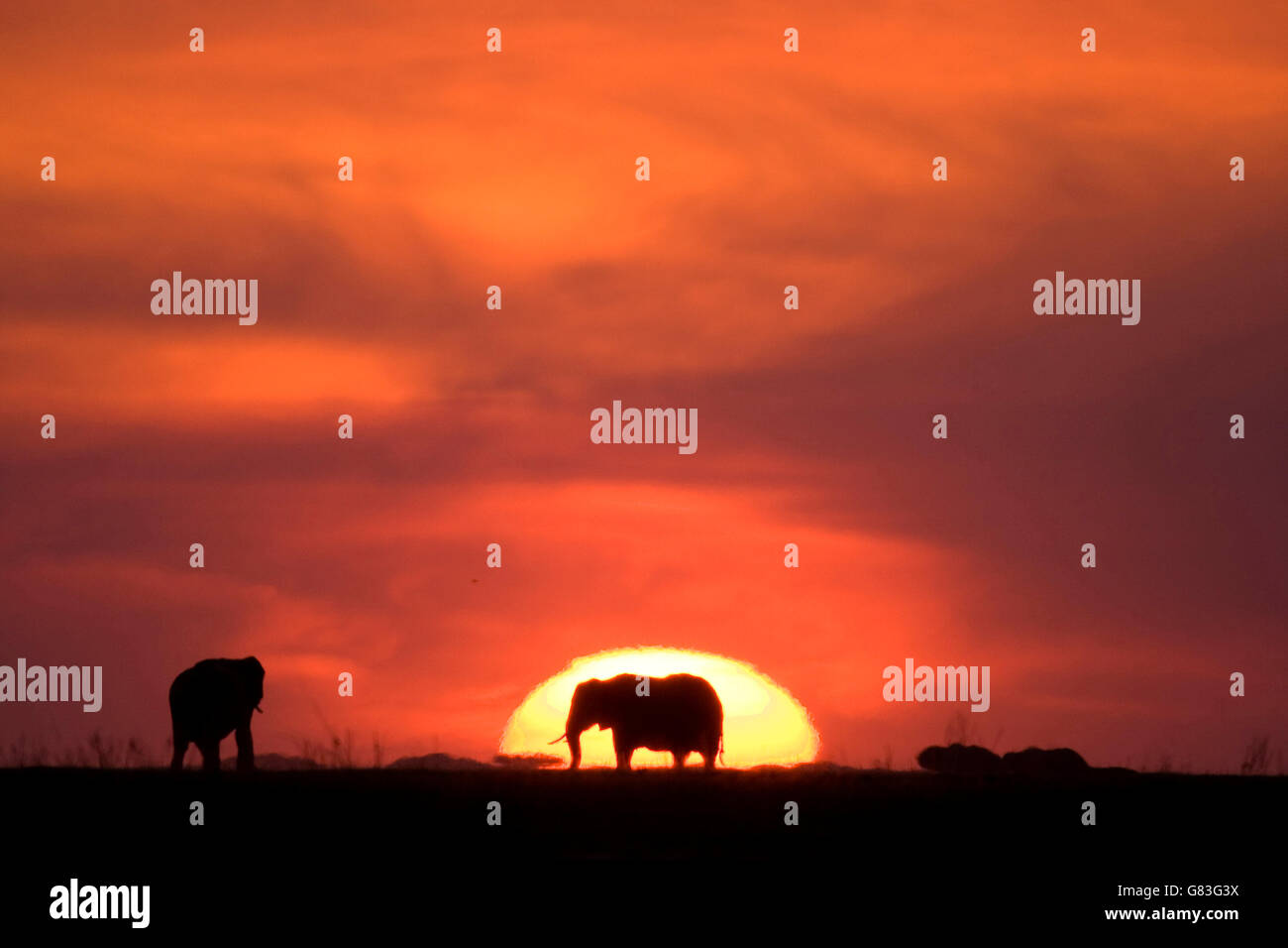 Elephants silhouette, Caprivi Strip, Namibia Stock Photo - Alamy