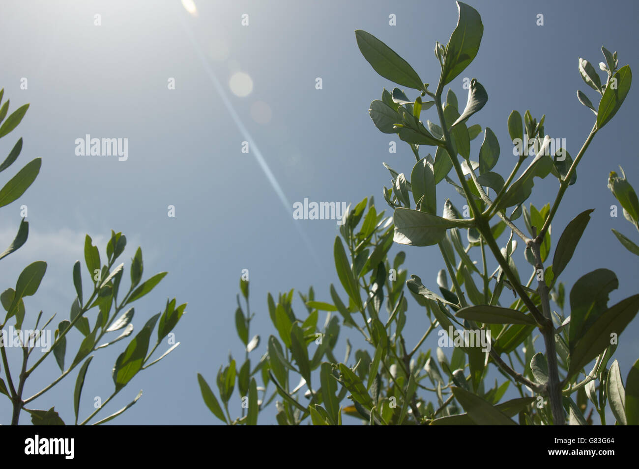 Olive branches in the italian sunshine Stock Photo