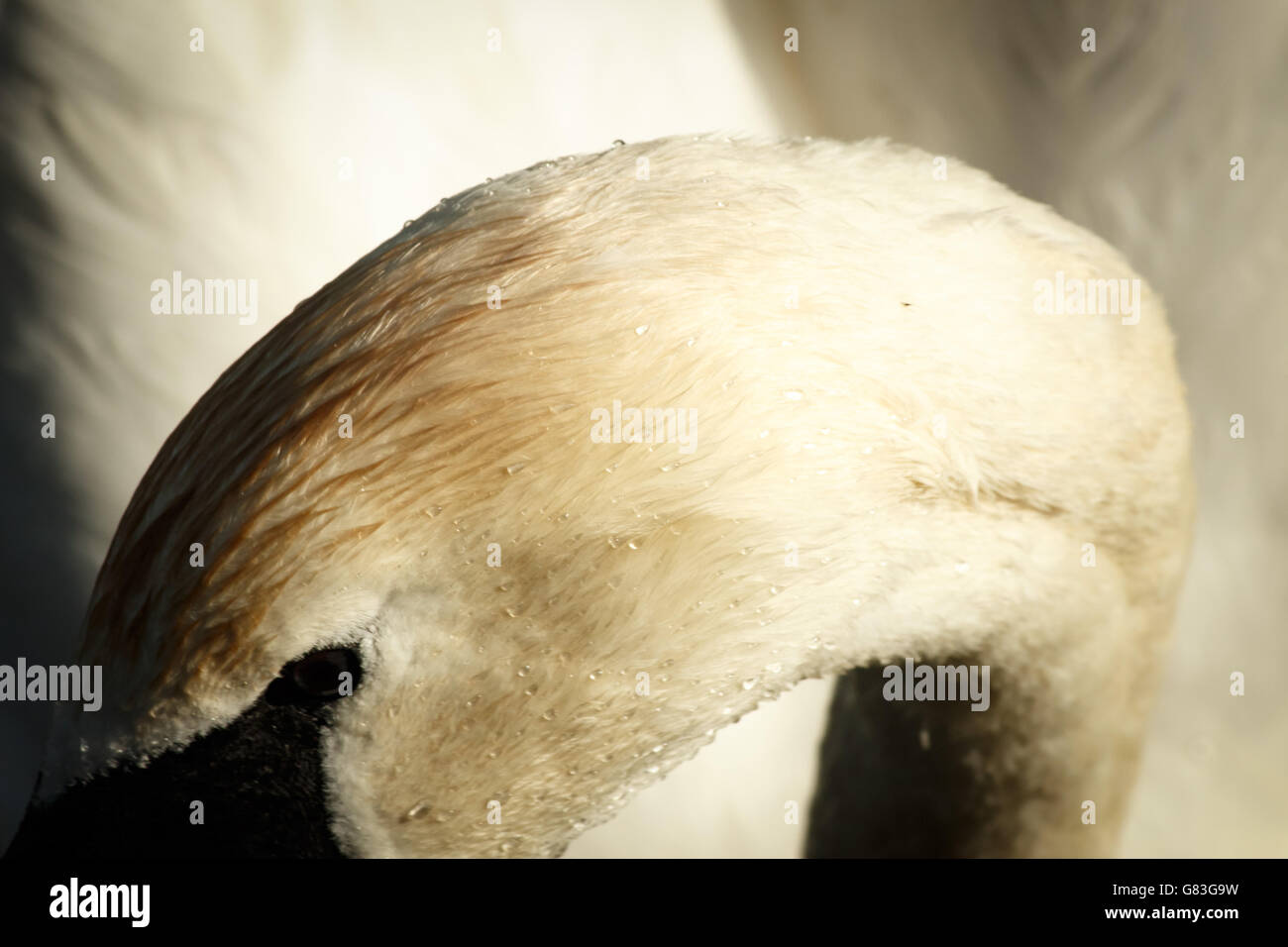 Close-up of a curved swan neck and head in bristol uk Stock Photo