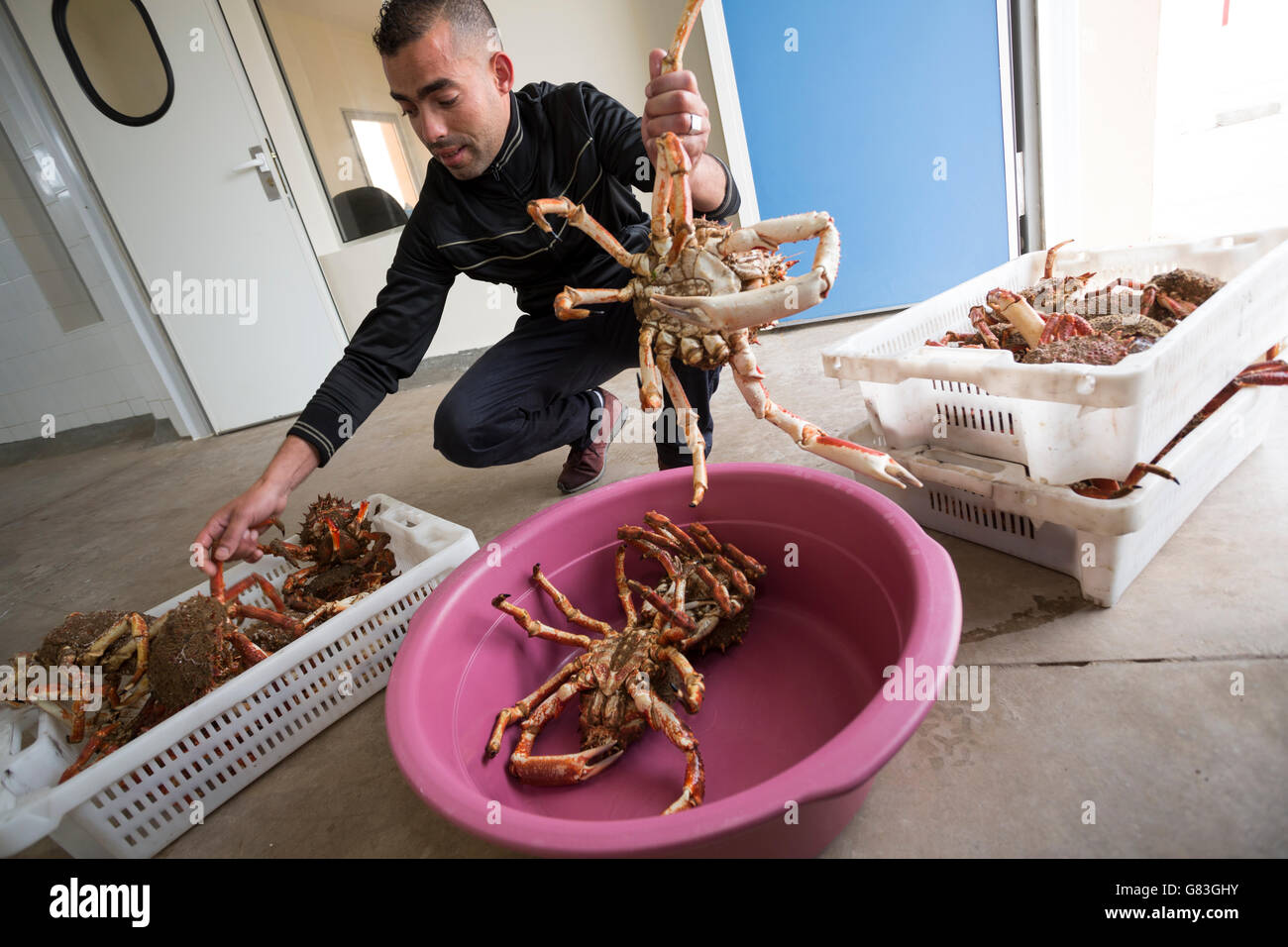Workers buy and sell fresh seafood and fish at auction in Tifnit, near Agadir, in Morocco Stock