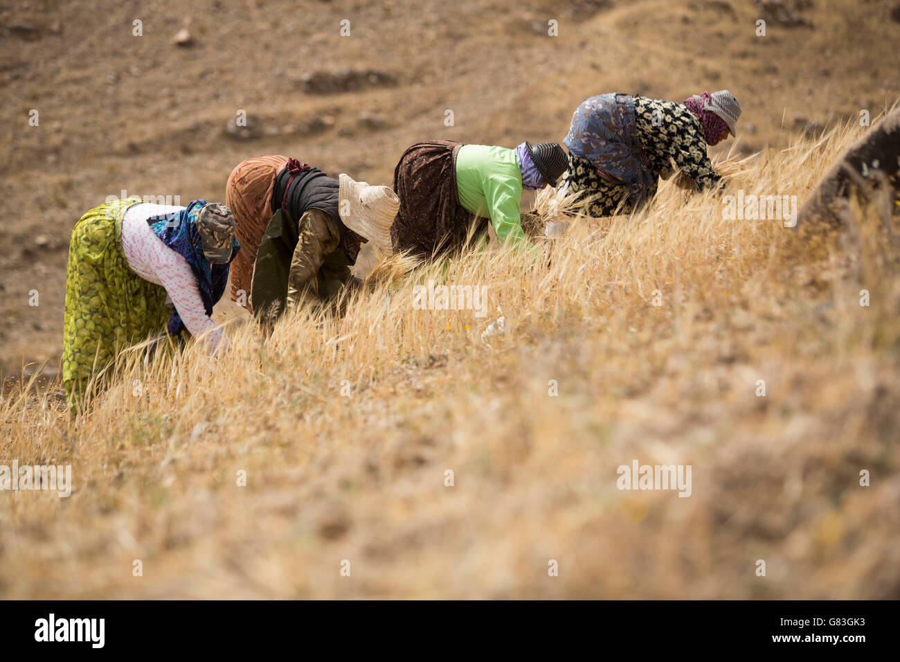 Women harvest hay on a hillside in Douirane, Morocco. Stock Photo
