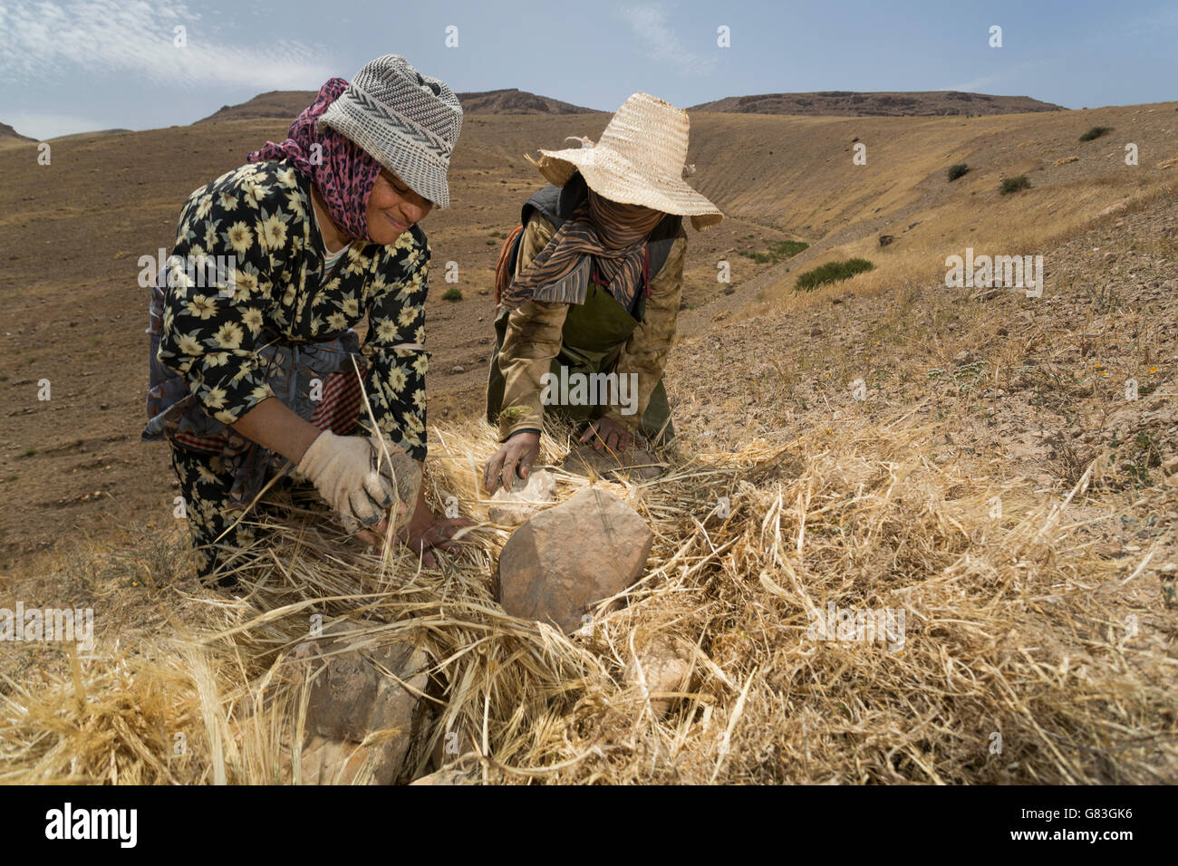 Women harvest hay on a hillside in Douirane, Morocco. Stock Photo