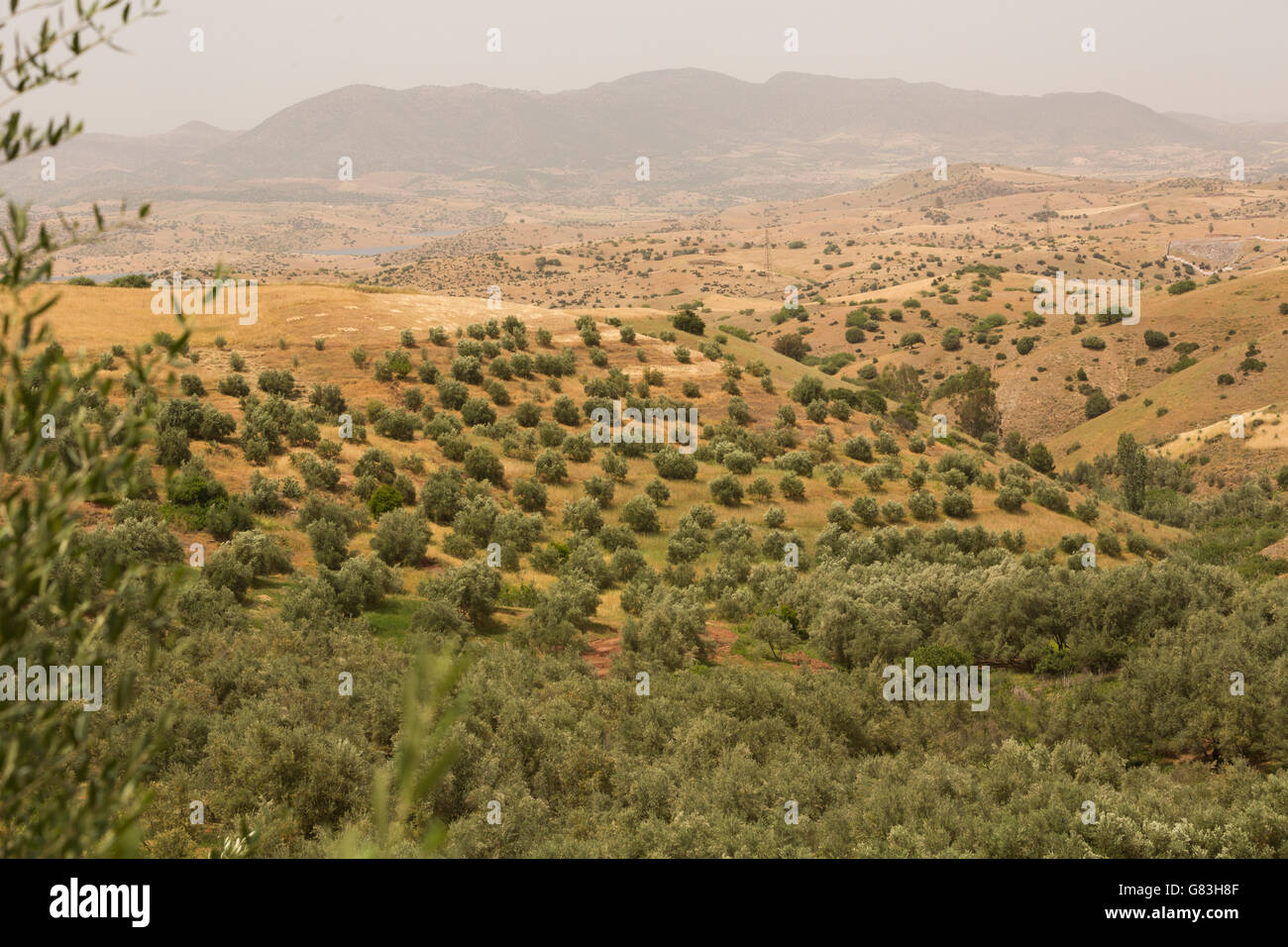 An irrigated olive tree grove stands outside the town of S'Hak, in central Morocco. Stock Photo