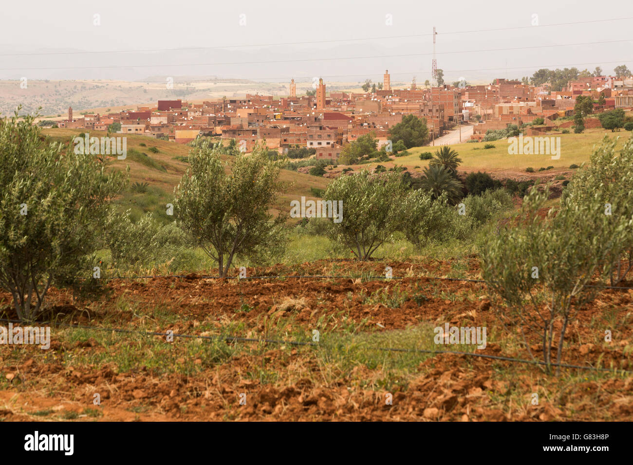 An irrigated olive tree grove stands outside the town of S'Hak, in central Morocco. Stock Photo