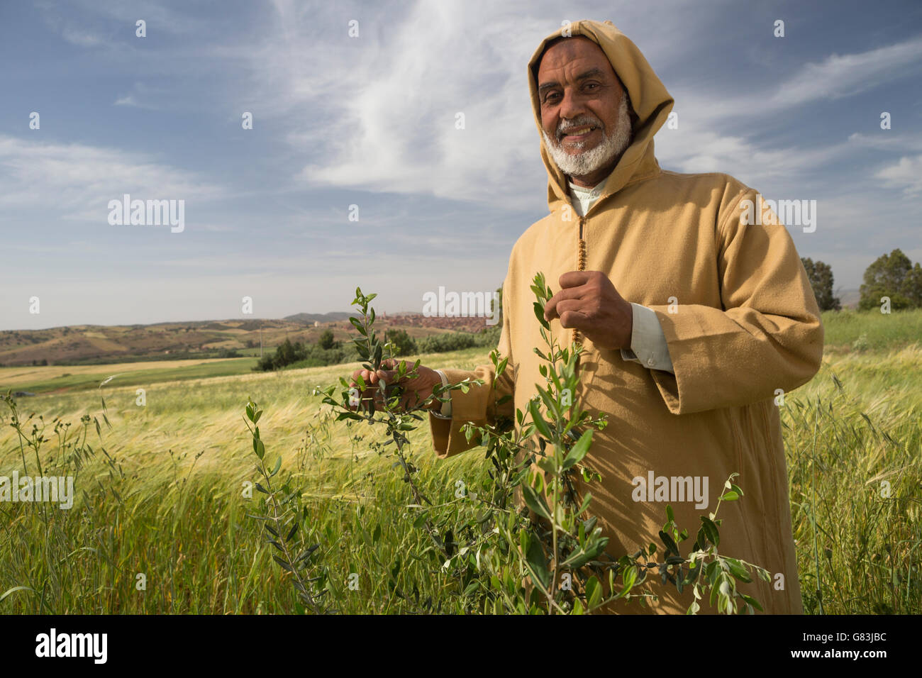 Small farmer Mohamed El Ouafi stands in his wheat and olive sapling field outside Ben Khili, Morocco. Stock Photo