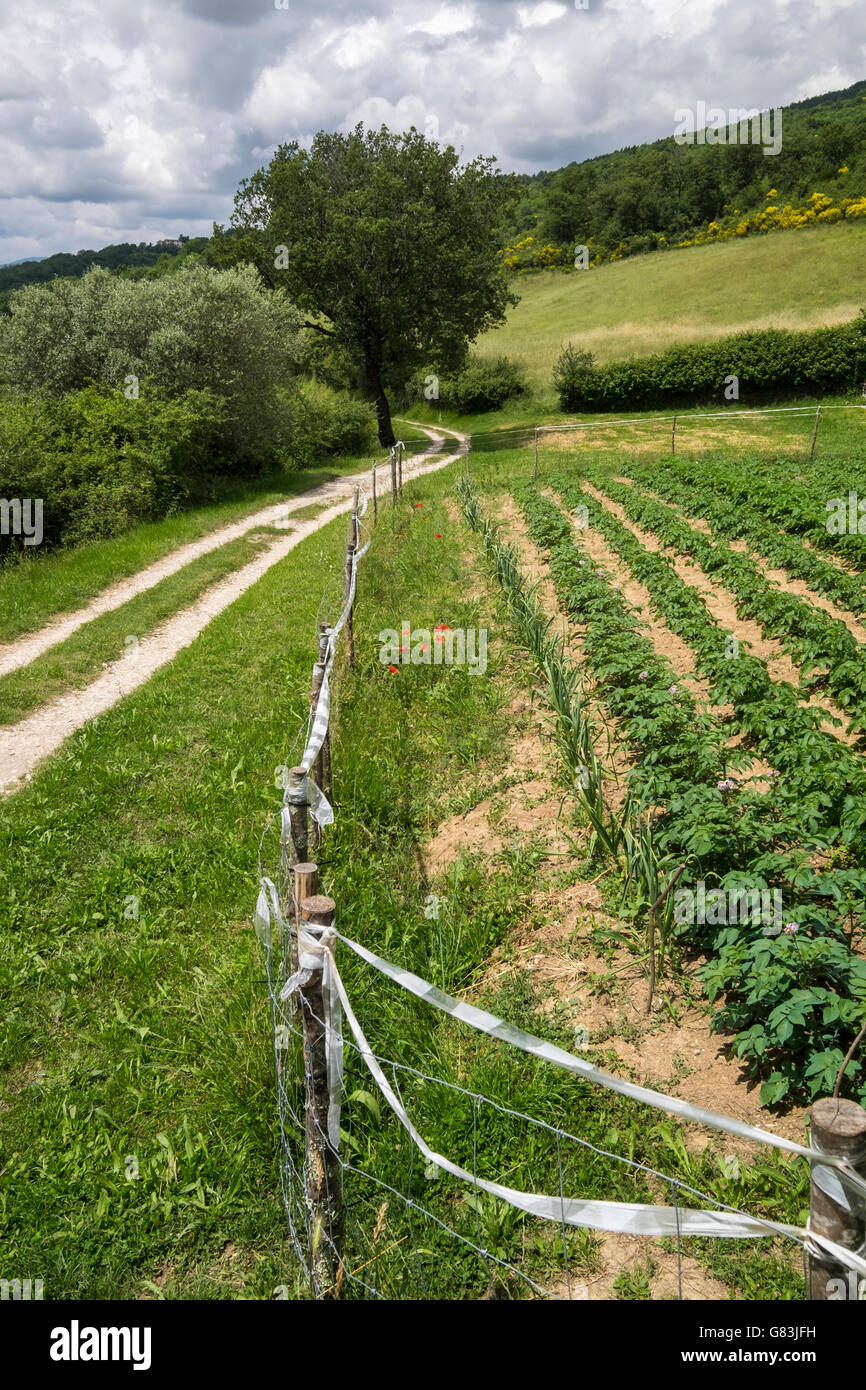 Potatoes and onions growing in a field alongside the Via degli Dei walking route near Sant Agata in Tuscany, Italy Stock Photo