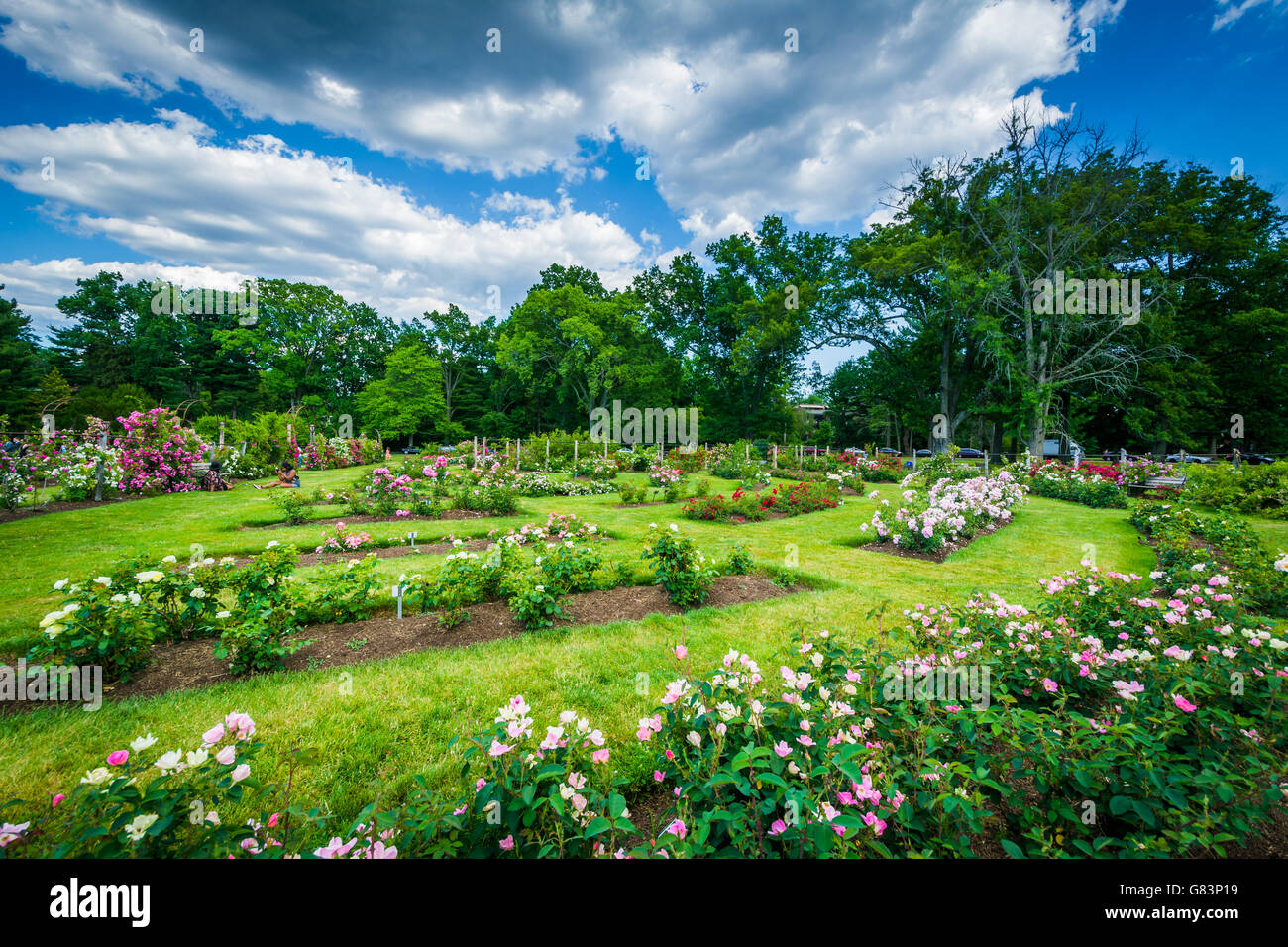 Rose gardens at Elizabeth Park, in Hartford, Connecticut. Stock Photo