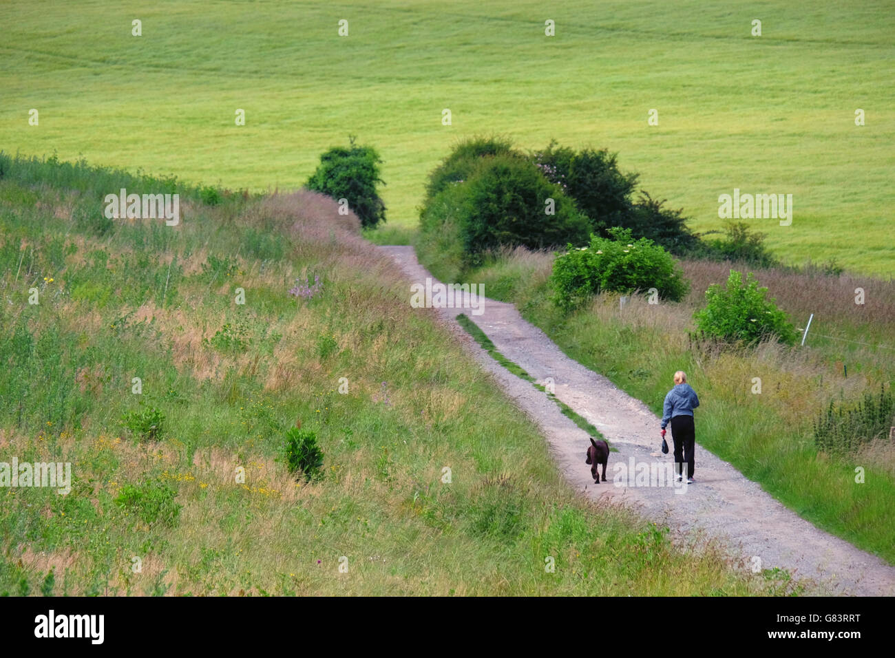 A walk in the countryside with the dog. Stock Photo