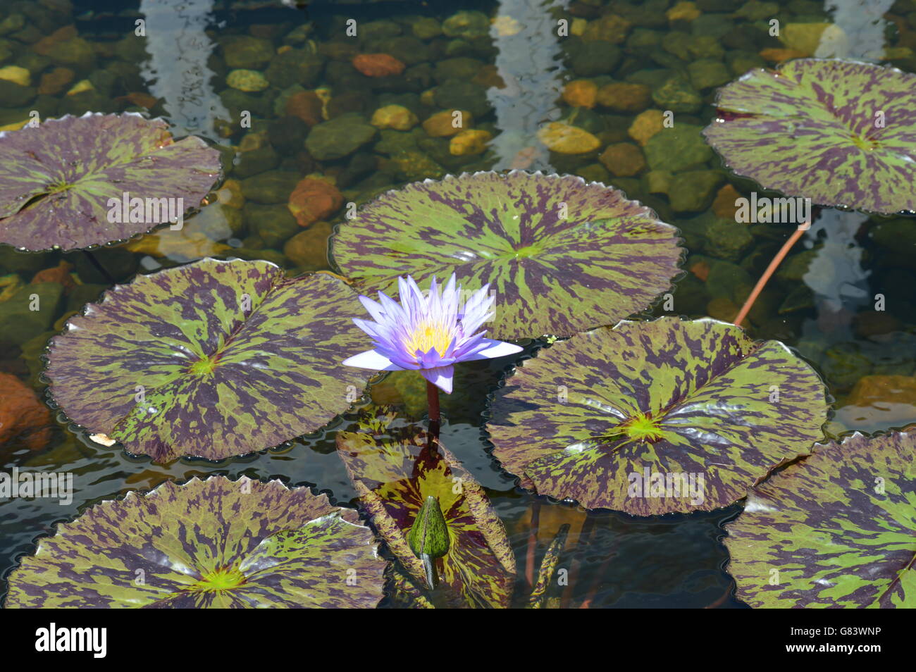 Water Lily in the pond Stock Photo - Alamy