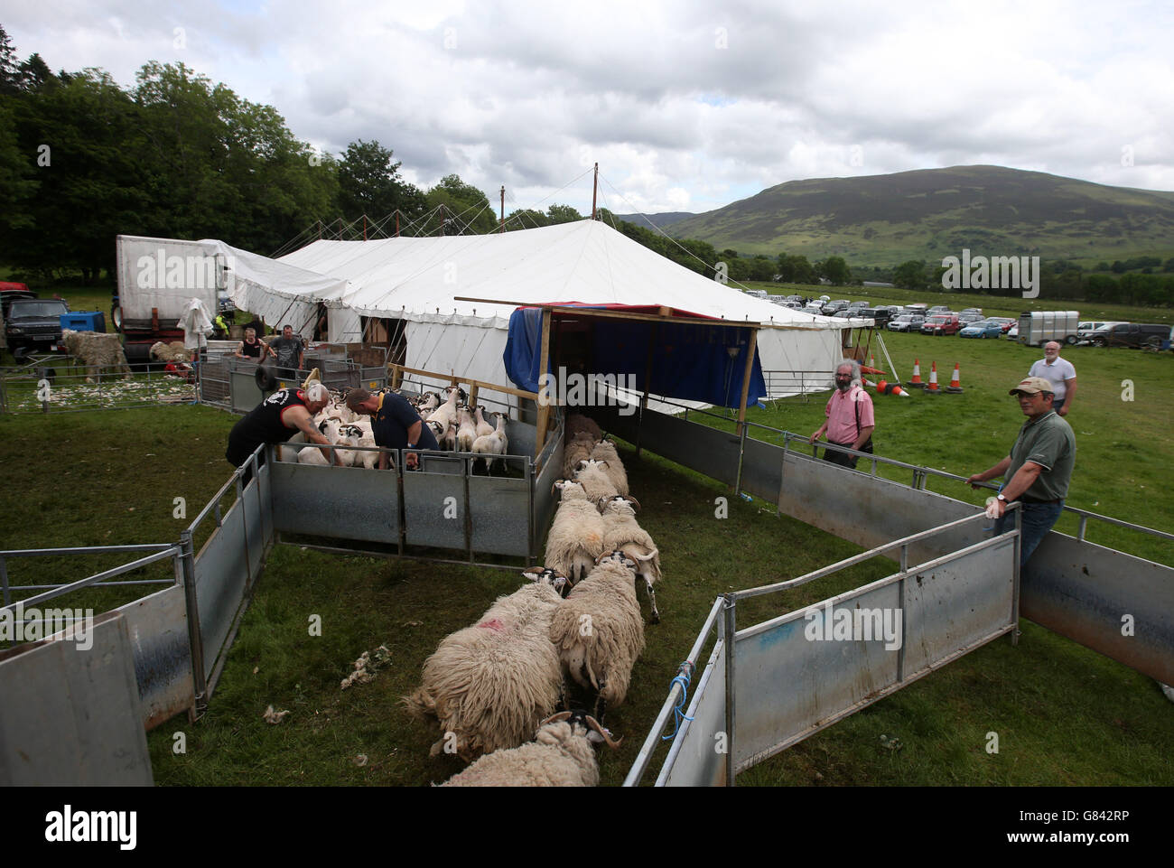 World champion sheep shearing hires stock photography and images Alamy