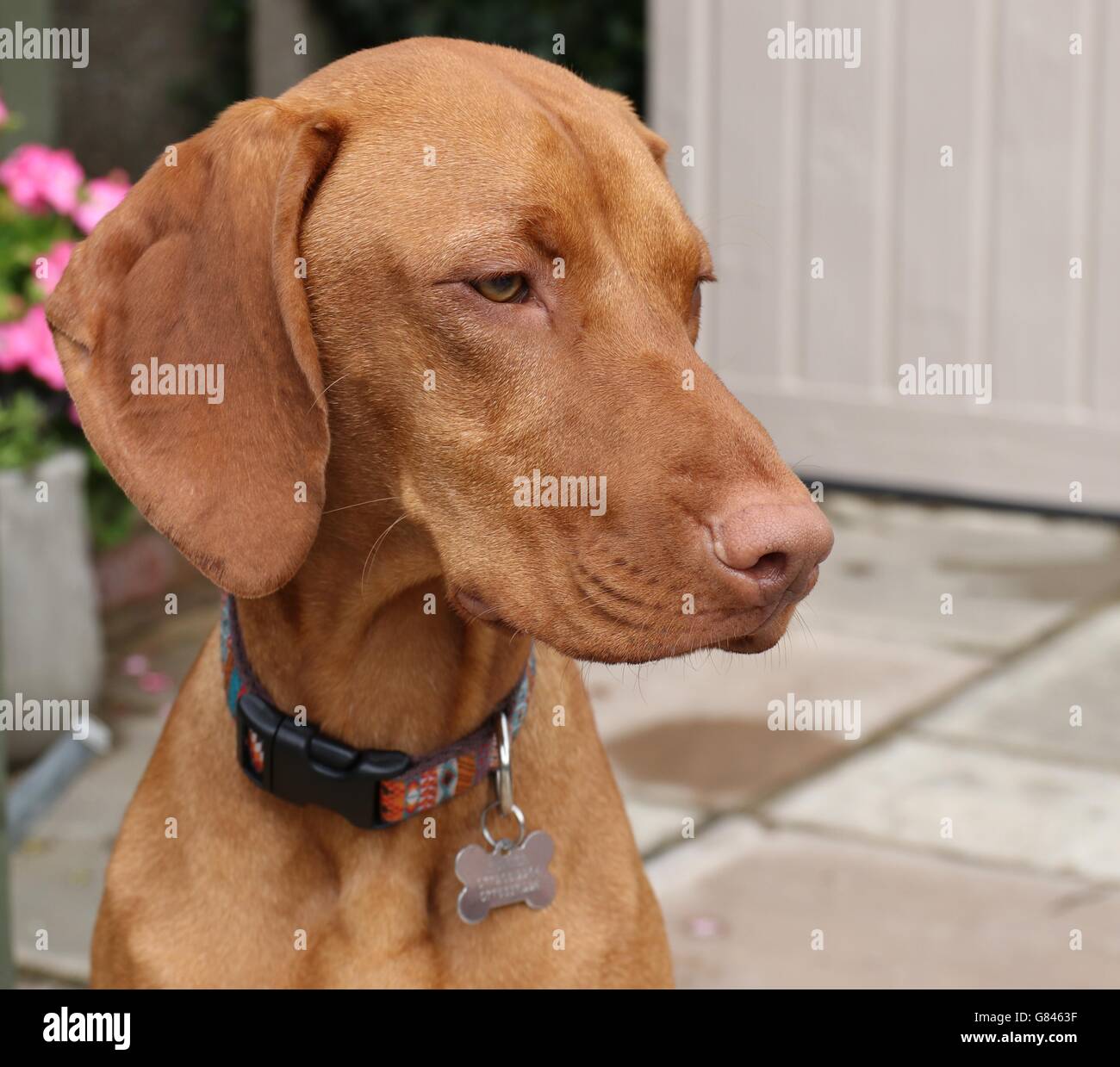 Hungarian vizsla dog Stock Photo - Alamy