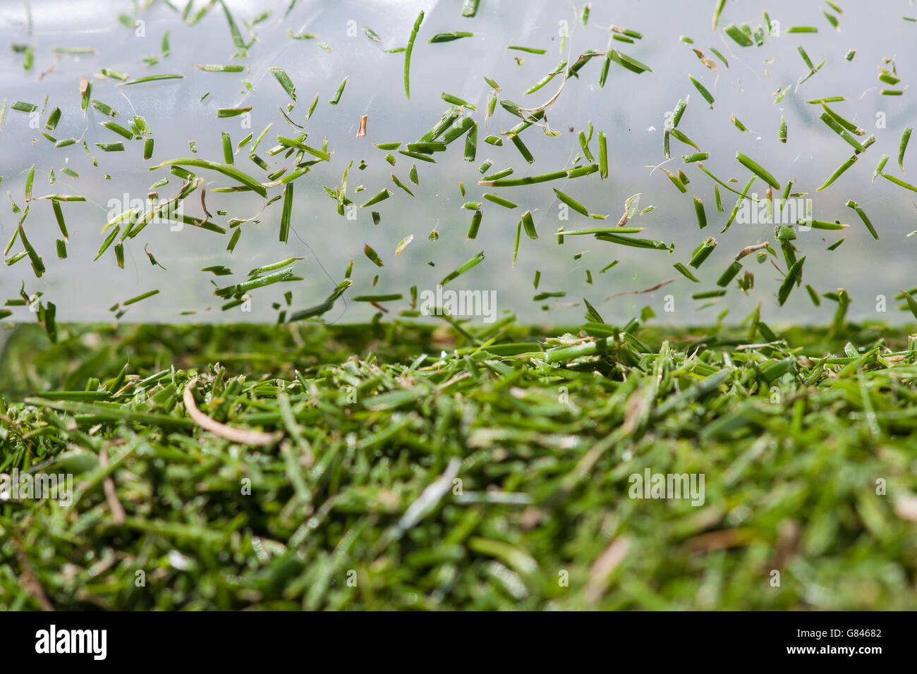 Close up macro lens photo shows grass cuttings in a plastic bag during day Four of the Wimbledon Championships at the All England Lawn Tennis and Croquet Club, Wimbledon. Stock Photo