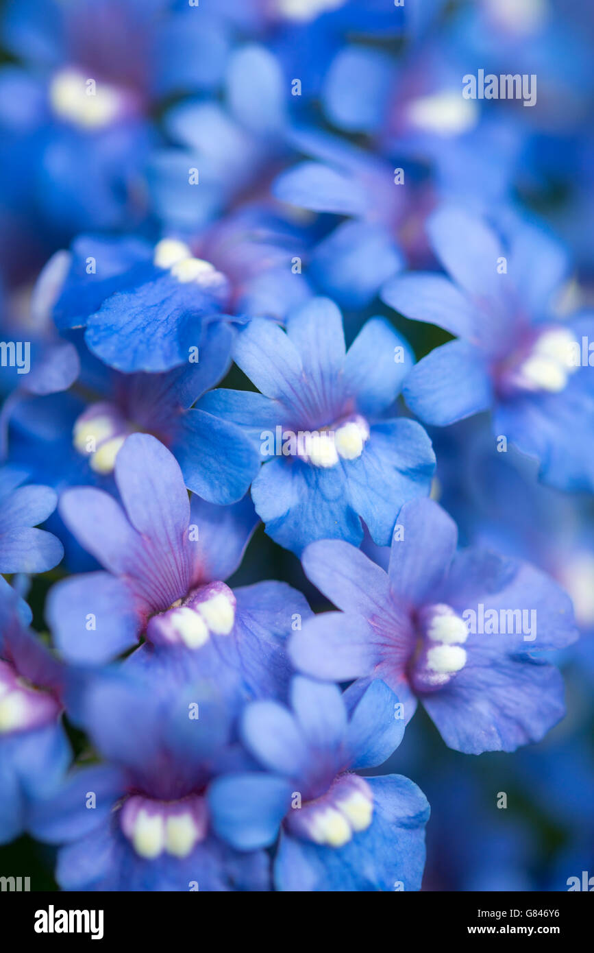 Blue Nemesia flowers with yellow middles. An annual plant with masses of flowers in summer. Stock Photo
