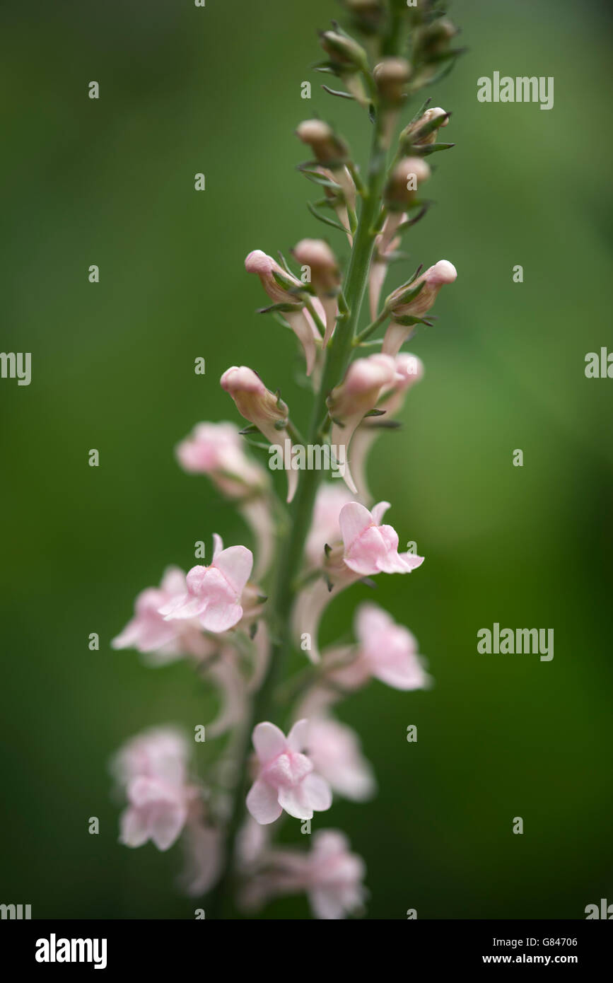 Pale pink Linaria purpurea with tiny flowers on a fine stem. A perennial plant flowering in summer. Stock Photo
