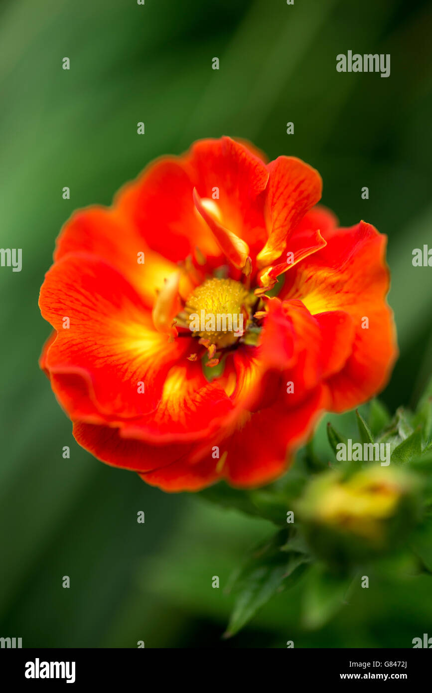 Rich orange Potentilla 'William Rollison" flower with green grassy background. Stock Photo
