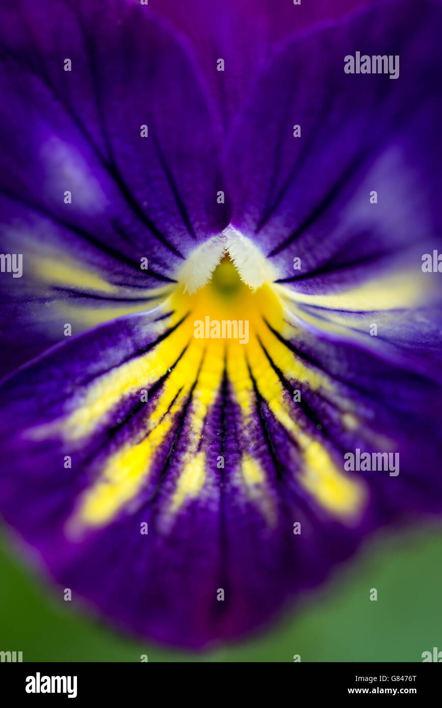 Close up of a striking coloured Viola flower with deep purple petals with yellow markings. Stock Photo