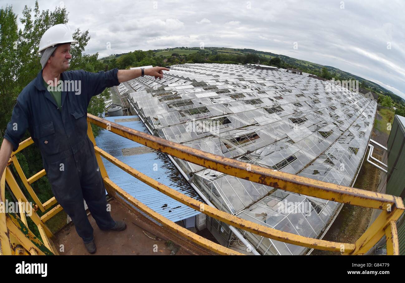 Matthew Bradbrook inspects some of the damaged greenhouses at Ravensworth Nurseries in Richmond, North Yorkshire, after giant hailstones smashed up to 5,000 greenhouse panes at the nursery in storms overnight. Stock Photo