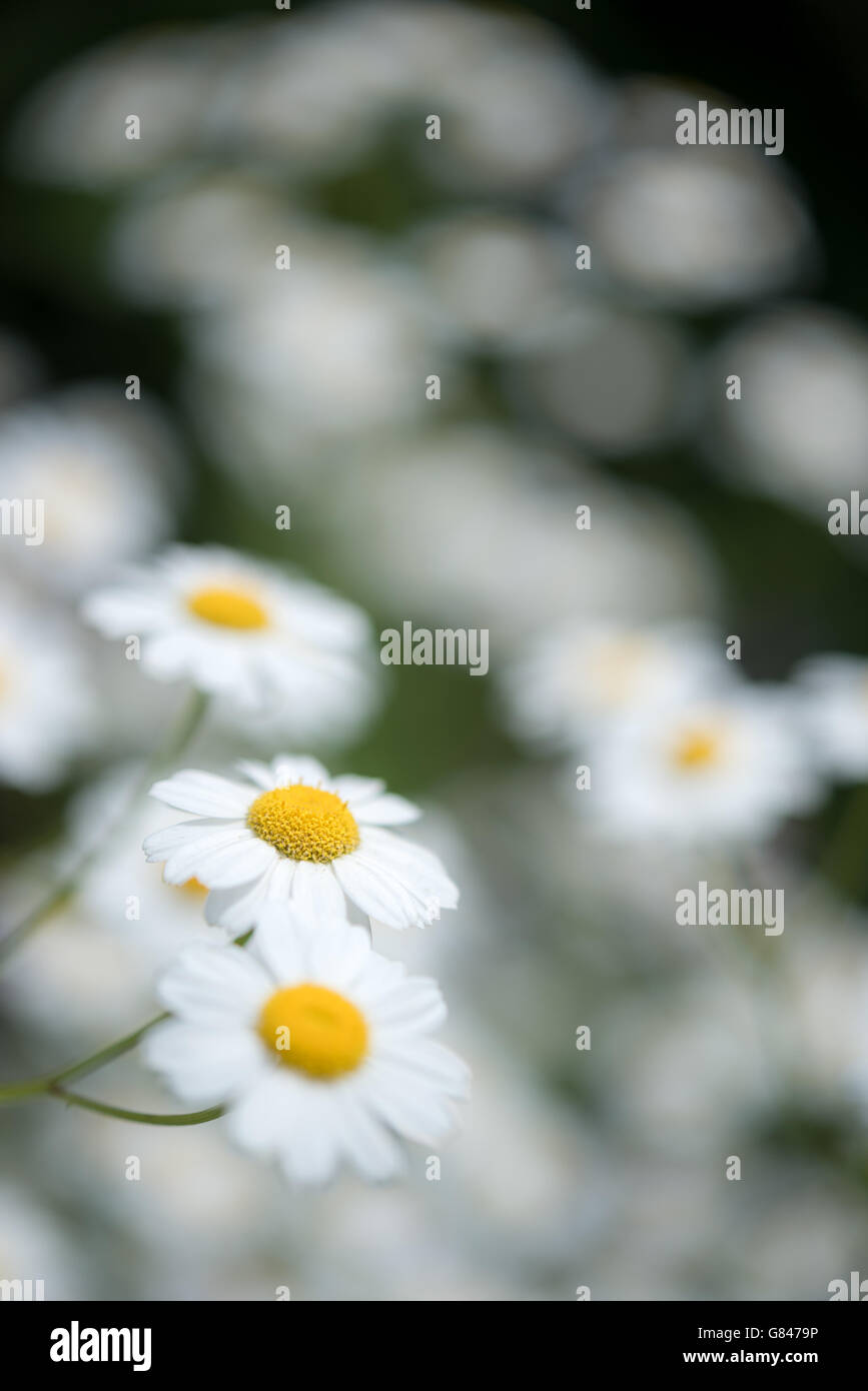 White flowers of a feverfew plant (Tanacetum) with soft and blurry background. Stock Photo