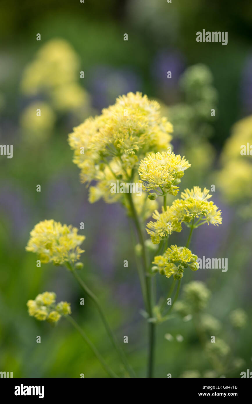Yellow flowers of a Thalictrum Flavum 'Illuminator' in a summer garden. Stock Photo