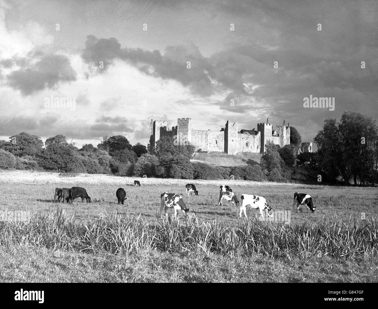 Cattle graze in the meadows below the ancient Framlingham Castle. The fortress was reduced to a shell in 1650. Stock Photo
