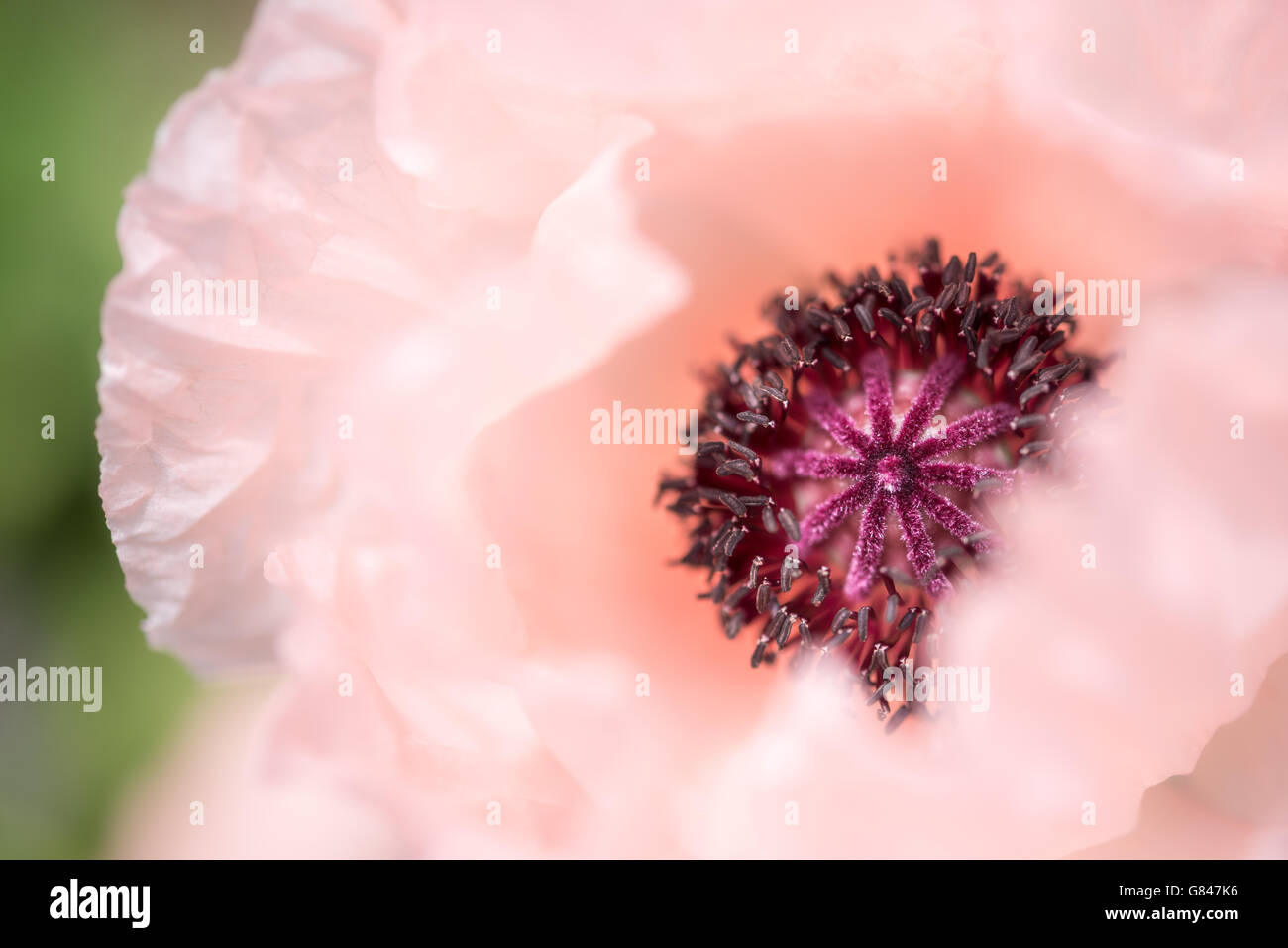 Soft and dreamy image of a pale pink Poppy (Papaver Orientale). Mass of stamens in the midddle of the bloom. Stock Photo
