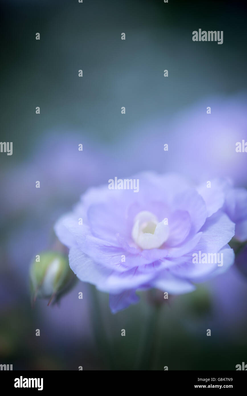 Soft blue flowers of a Geranium 'Summer Skies' Stock Photo