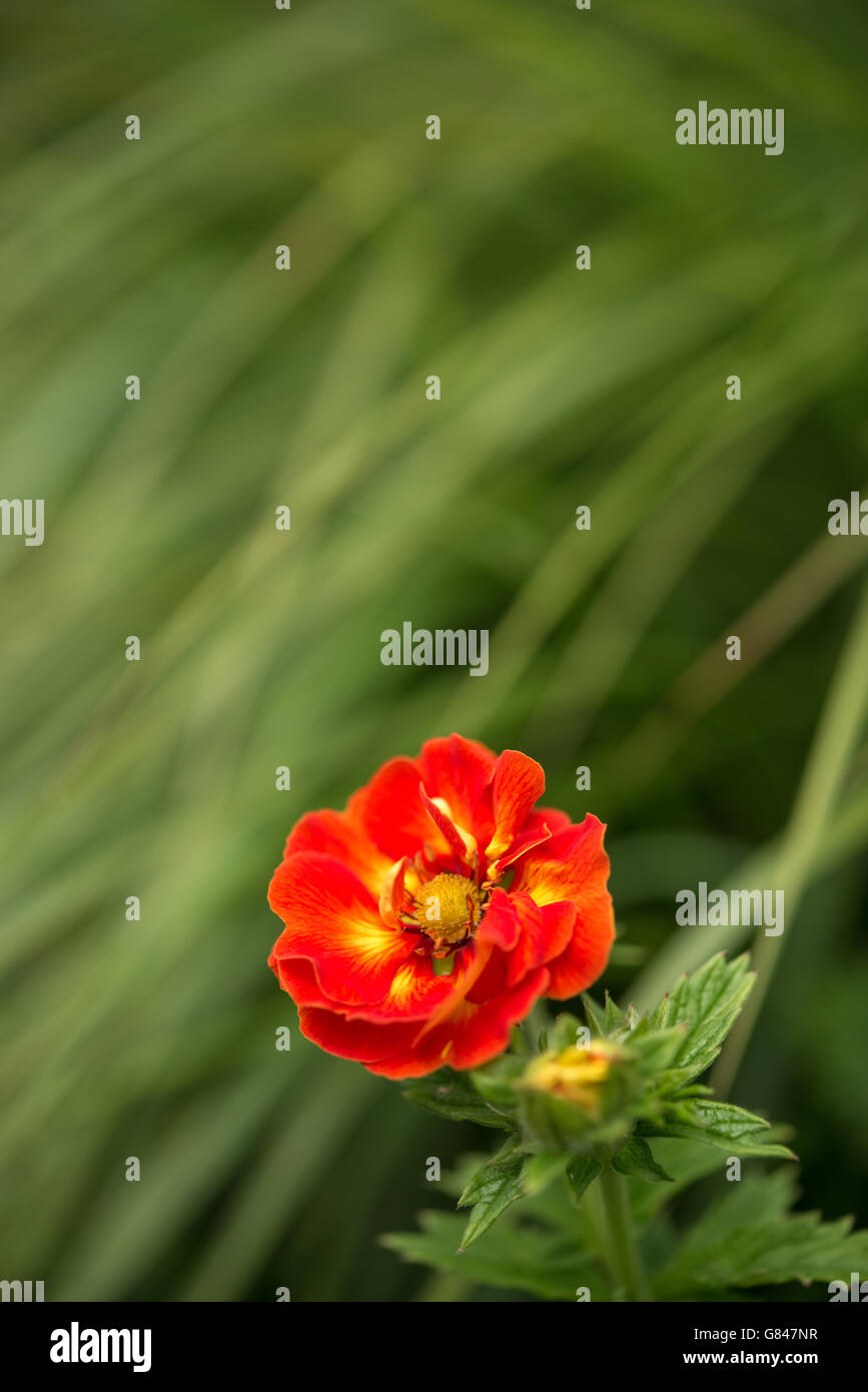 Rich orange Potentilla 'William Rollison' flower with green grassy background. Stock Photo