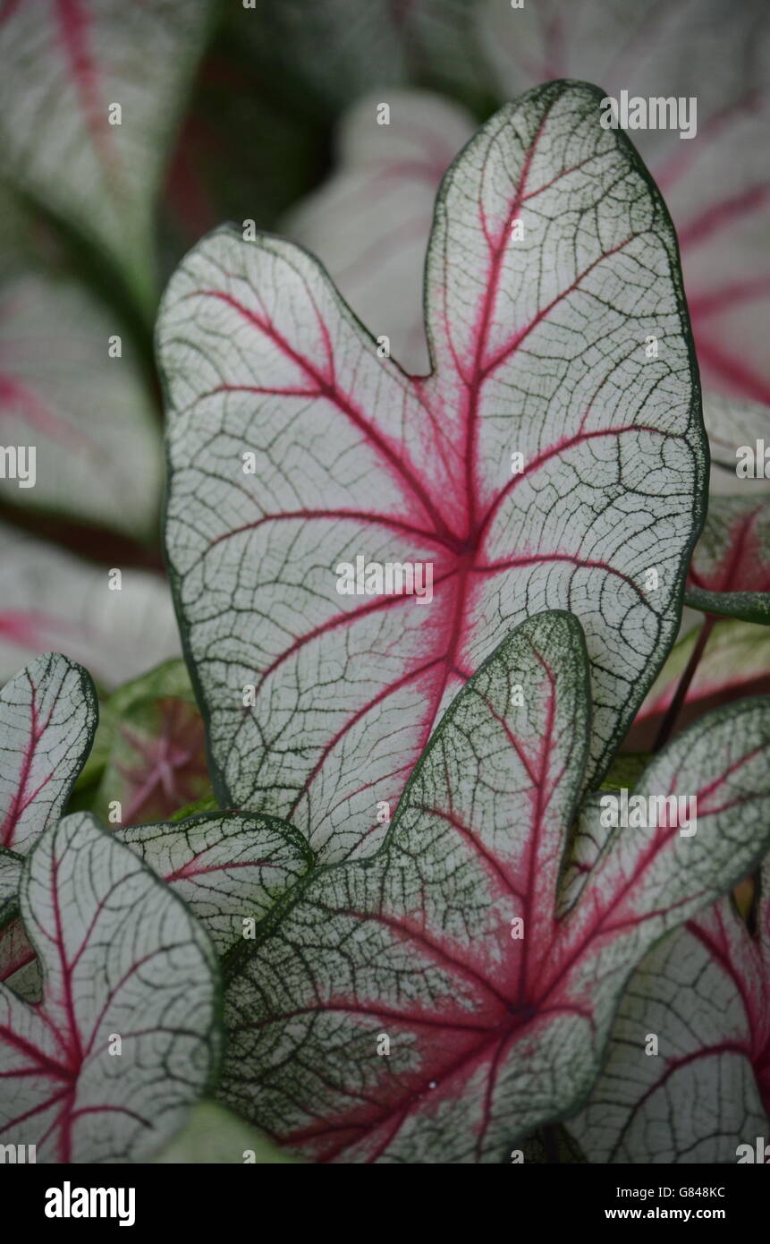Red Green and White Caladium (caladium x hortulanum) Stock Photo