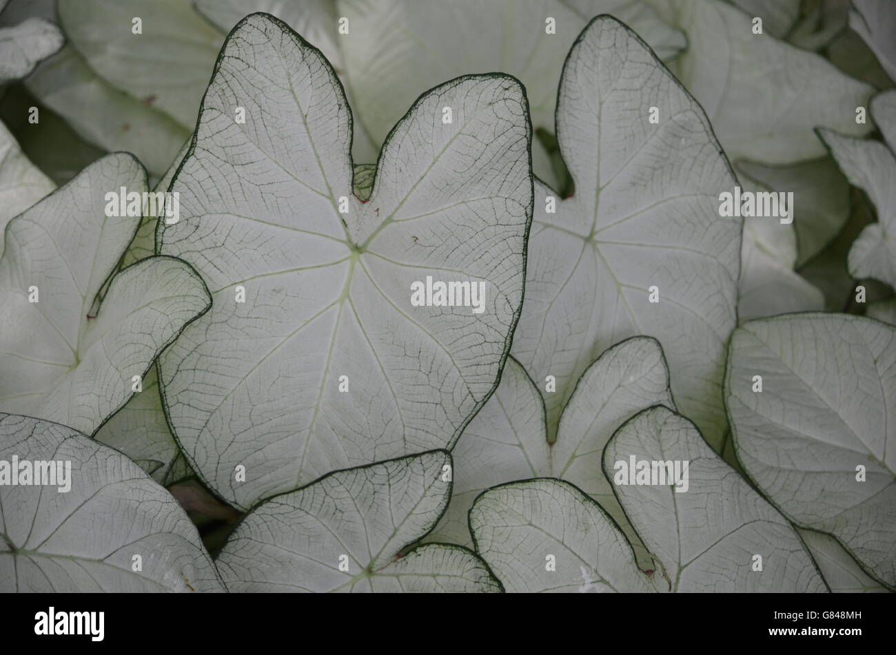 Heart Shaped Green and White Caladium (caladium x hortulanum) Stock Photo